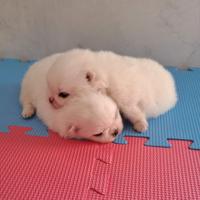 Cuccioli di spitz pomerania white con pedigree