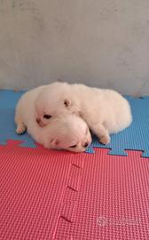 Cuccioli di spitz pomerania white con pedigree