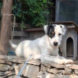 Jack russell recupero spese