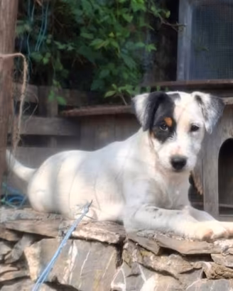Jack russell recupero spese