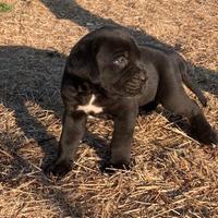 Cuccioli di cane corso