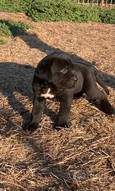 Cuccioli di cane corso