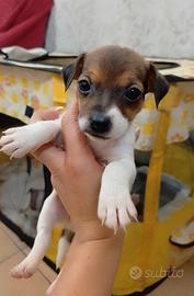 Jack Russell Terrier