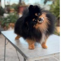 Pomerania monta accoppiamento