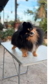 Pomerania monta accoppiamento