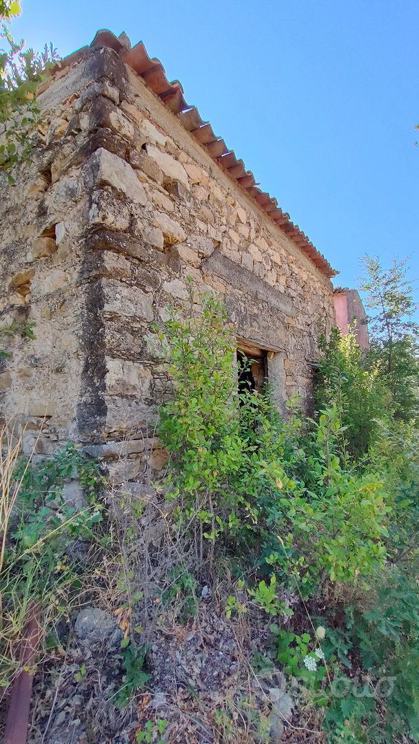 Uliveto in provincia di Cosenza - Vista 4