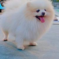Cuccioli di Pomerania