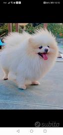 Cuccioli di Pomerania