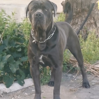 Cane corso disponibile per monte
