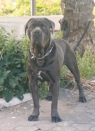 Cane corso disponibile per monte