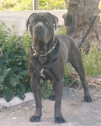 Cane corso disponibile per monte