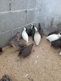 Disponibili quaglie Jambo