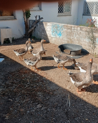 Oche da giardino