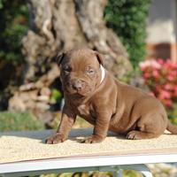 Cuccioli American Pitbull Terrier