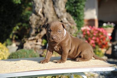 Cuccioli American Pitbull Terrier