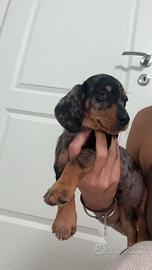 Cuccioli barboncino toy