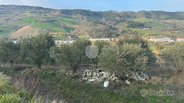 TER. AGRICOLO A RIPATRANSONE