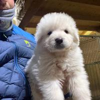 Pastore abruzzese maremmano pedigree enci