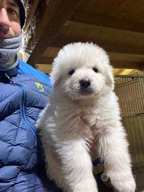 Pastore abruzzese maremmano pedigree enci