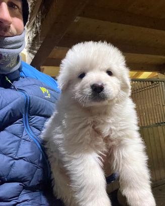 Pastore abruzzese maremmano pedigree enci