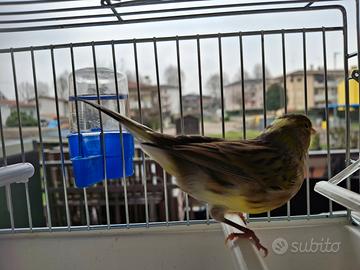 Canarino Maschio Pezzato