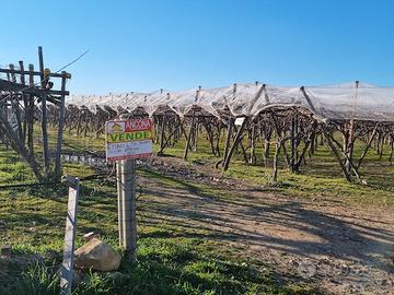 TENDONE DI MQ. 45.000 a GROTTAGLIE