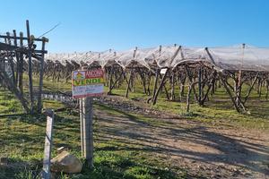 TENDONE DI MQ. 45.000 a GROTTAGLIE