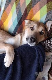 Mix pastore tedesco in adozione