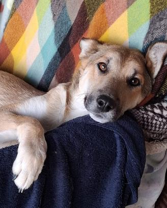 Mix pastore tedesco in adozione