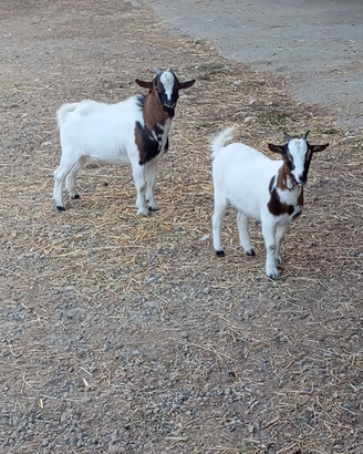 Caprette tibetane