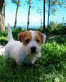 Jack Russell
