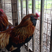 Gallo araucana