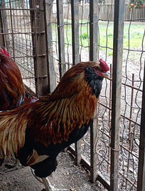 Gallo araucana