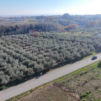 Ampio terreno agricolo di 3,2 Ettari con Uliveto