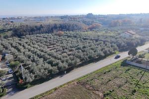 Ampio terreno agricolo di 3,2 Ettari con Uliveto