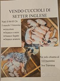 Cuccioli setter