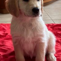Cucciola Golden retriever