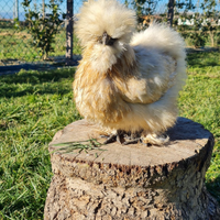 Galline e Pulcini Moroseta Silkie