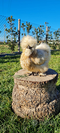 Galline e Pulcini Moroseta Silkie