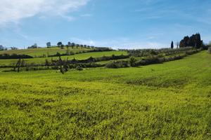 Terreno coltivabile. 50 ulivi