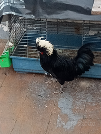 Gallo reale olandese ciuffato