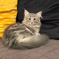 Cucciola di norvegese