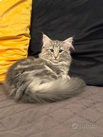 Cucciola di norvegese