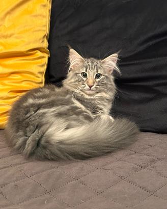 Cucciola di norvegese