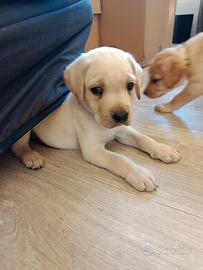 Labrador