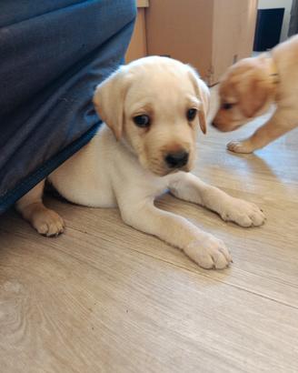 Labrador