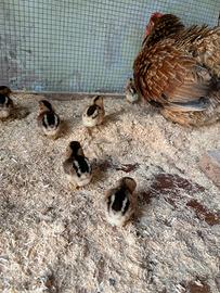 Pulcini Araucana