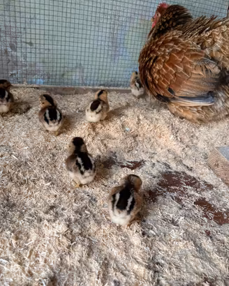 Pulcini Araucana