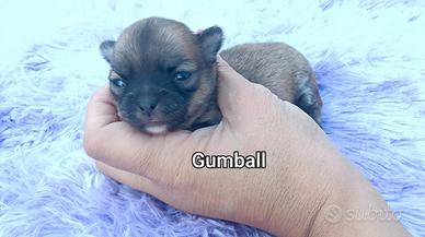 Maschietti chihuahua