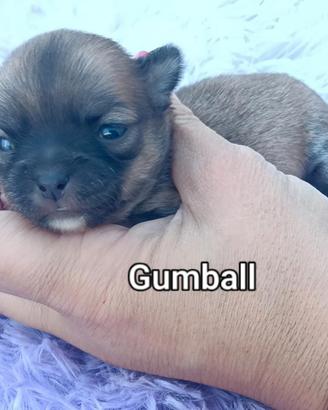 Maschietti chihuahua